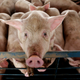 Illustration for article titled Scientists Partially Revive Disembodied Pig Brains, Raising Huge Questions